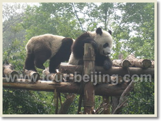Beijing Xian Lhasa Chengdu Shanghai 16 Day Train Tour